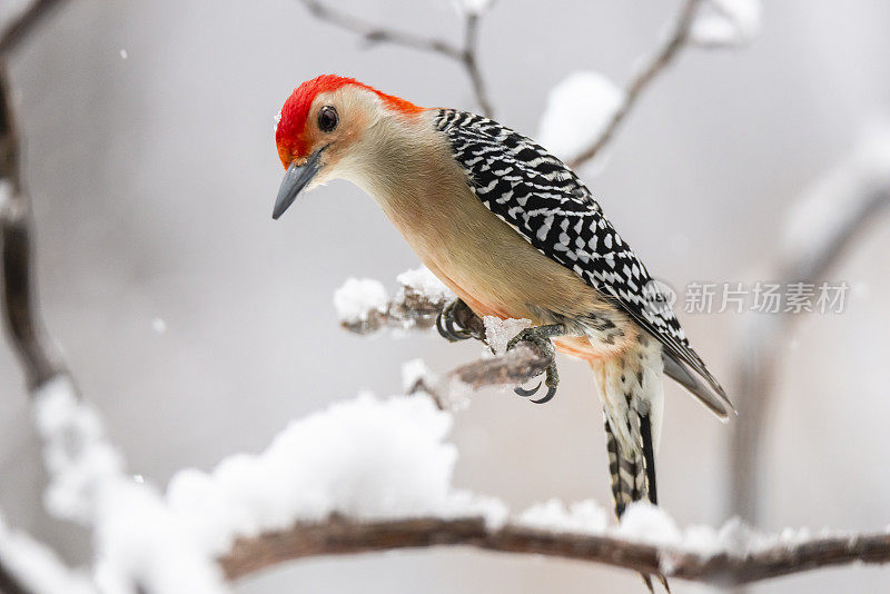 红腹啄木鸟(Melanerpes carolinus)